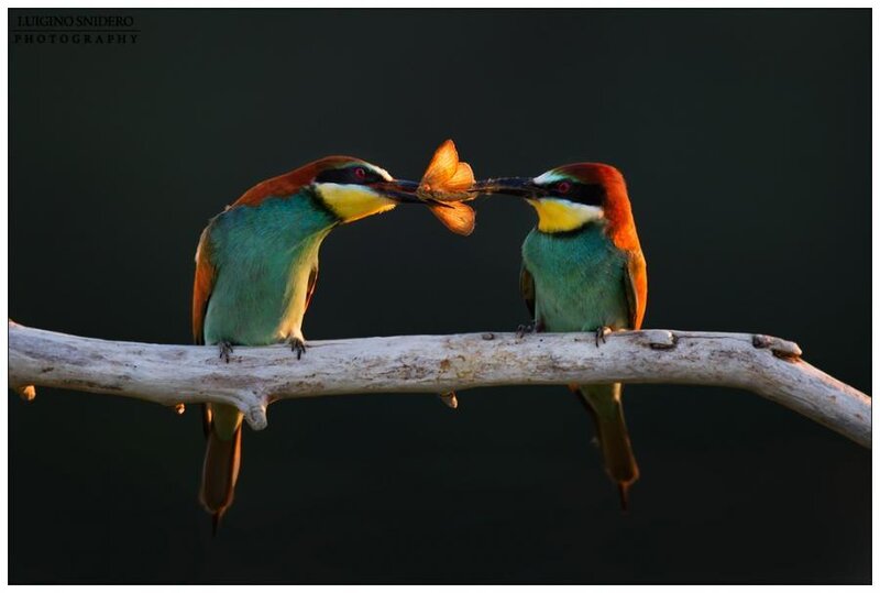 Two Bee-eaters Sharing Food — Green