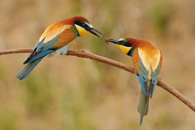 Two Bee-eaters Sharing Food