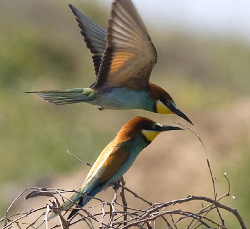 Two Bee-eaters