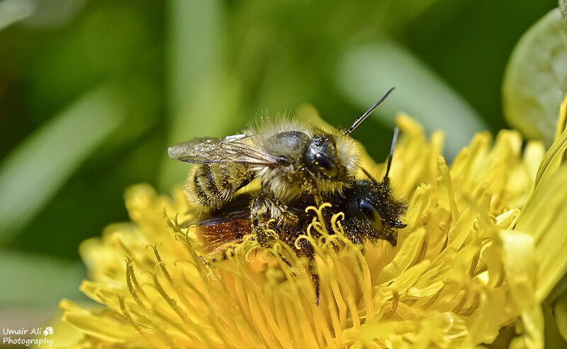 Two Bees on Flower