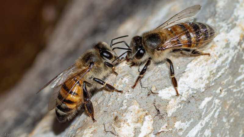 Two Bees on Rock