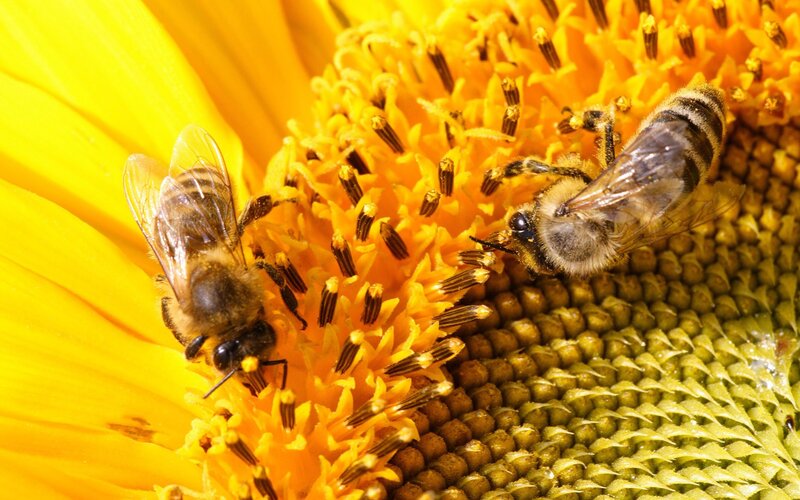 Two Bees on Sunflower