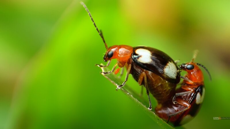 Two Beetles Mating — Green, Natural, Photograph