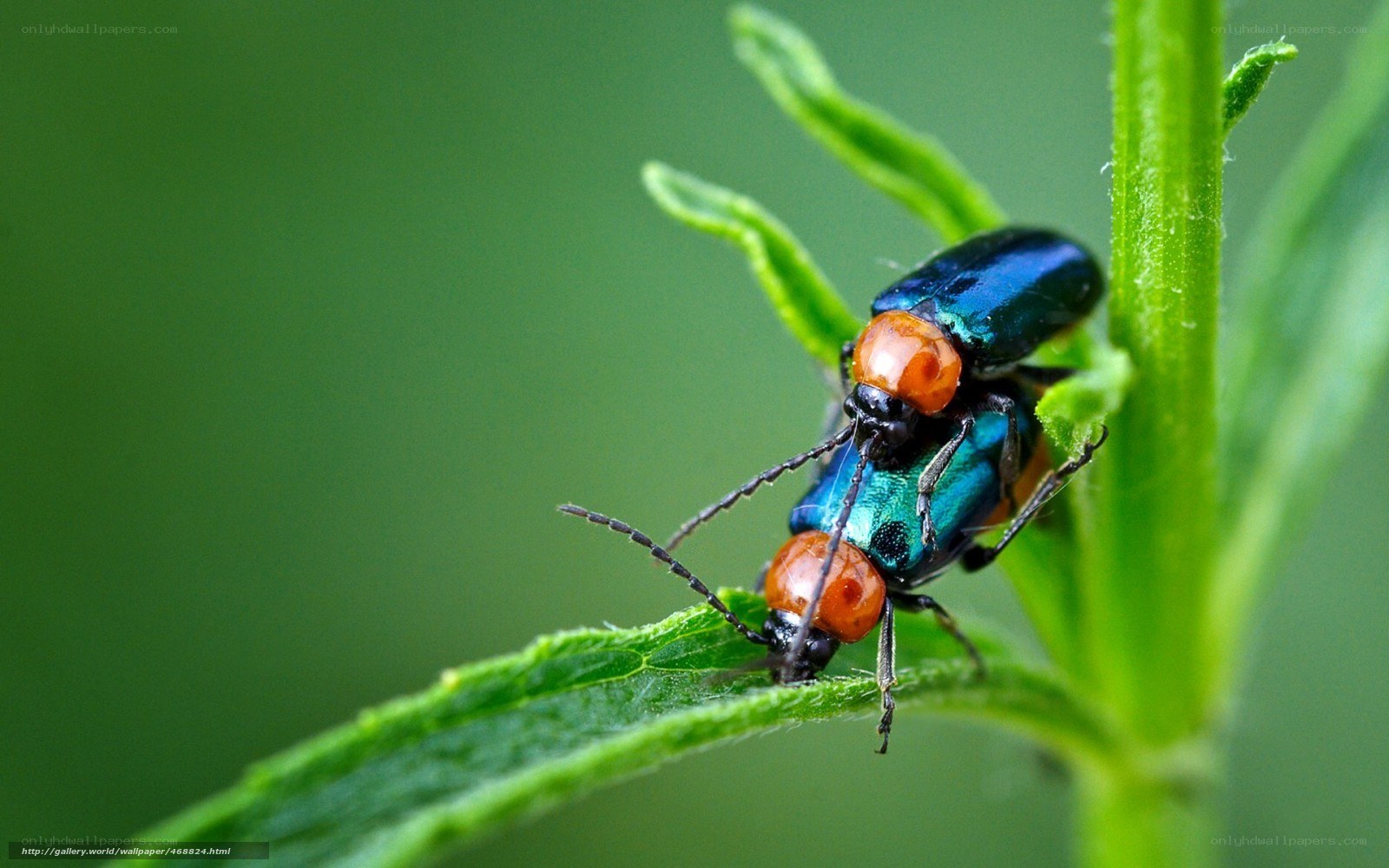 Two beetles mating on a leaf