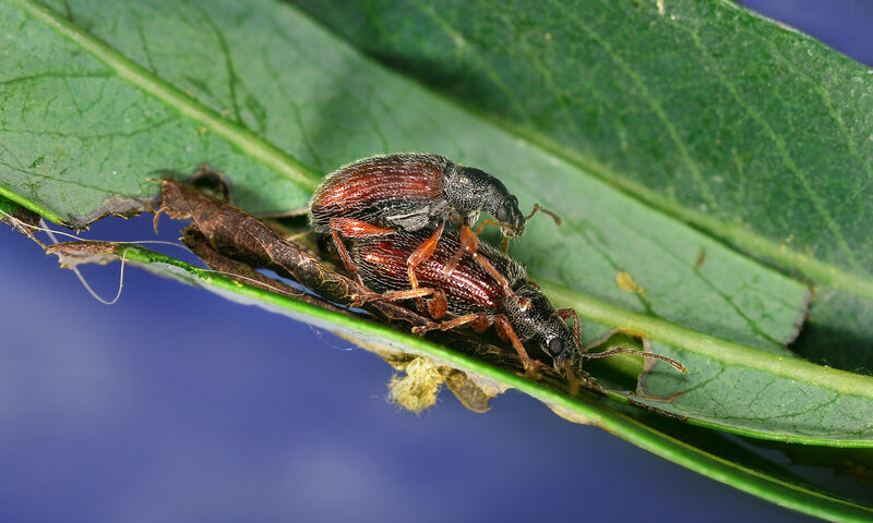 Two beetles mating on a leaf