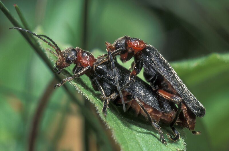 Two Beetles Mating