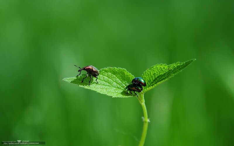 Two beetles on a leaf
