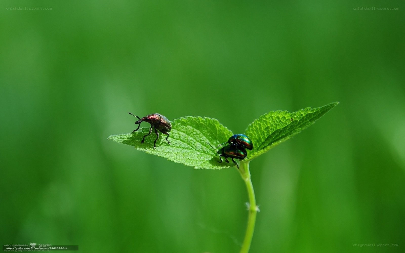 Two beetles on a leaf