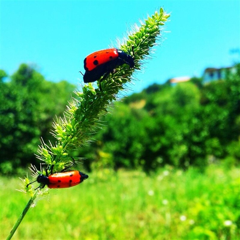Two Beetles on a Plant