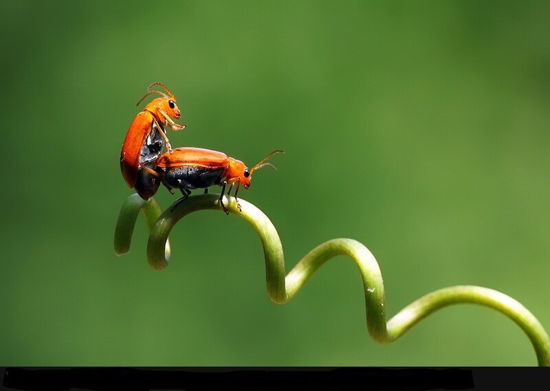 Two Beetles on a Vine