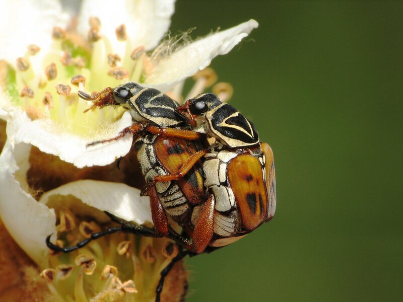 Two Beetles on Flower