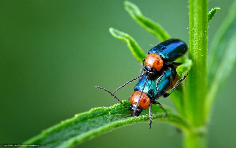 Two Beetles on Leaf
