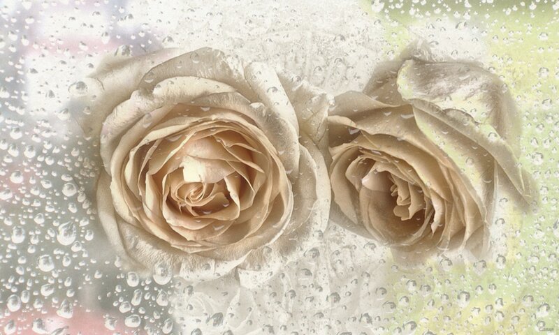 Two Beige Roses