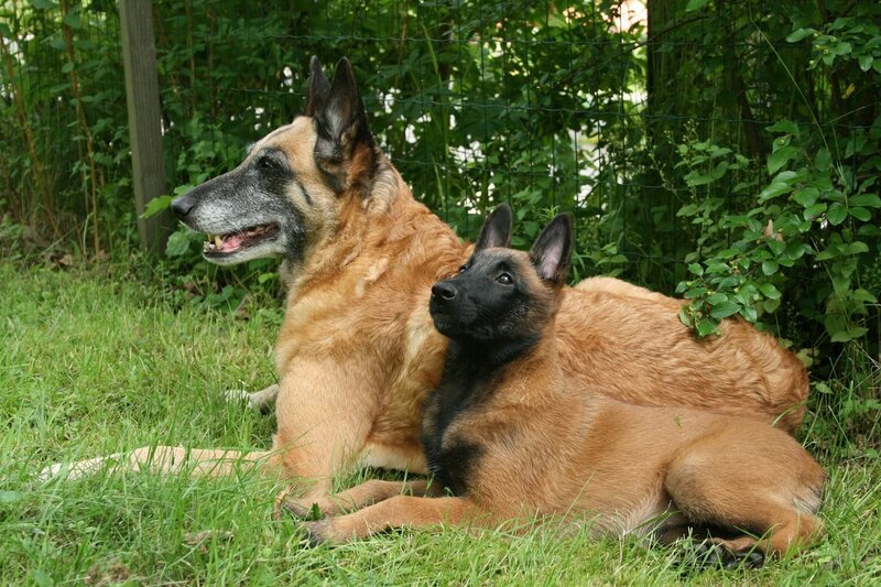 Two Belgian Malinois dogs resting