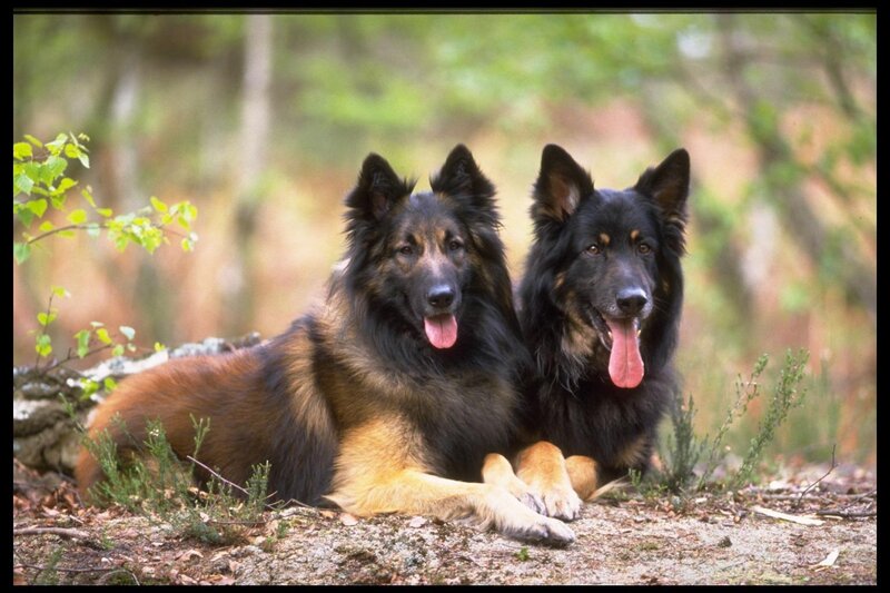 Two Belgian Shepherds — Black