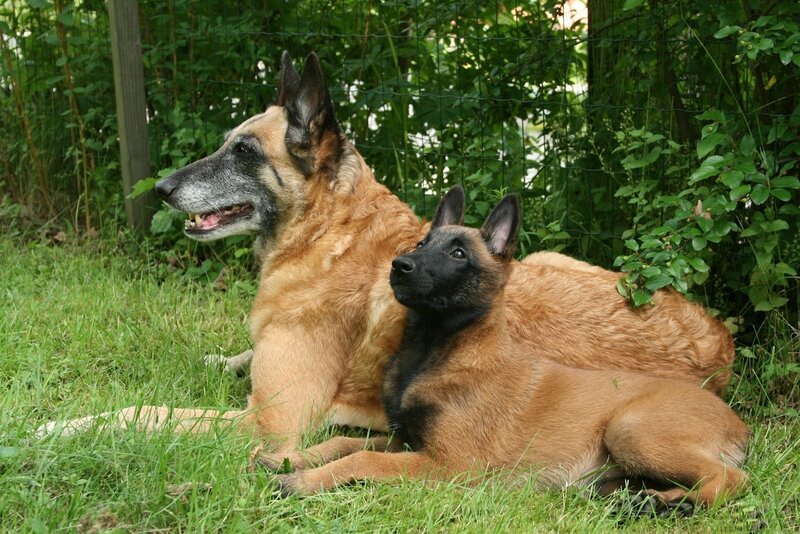 Two Belgian Shepherds — Brown