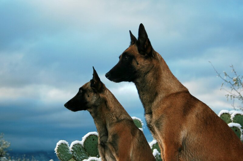 Two Belgian Shepherds