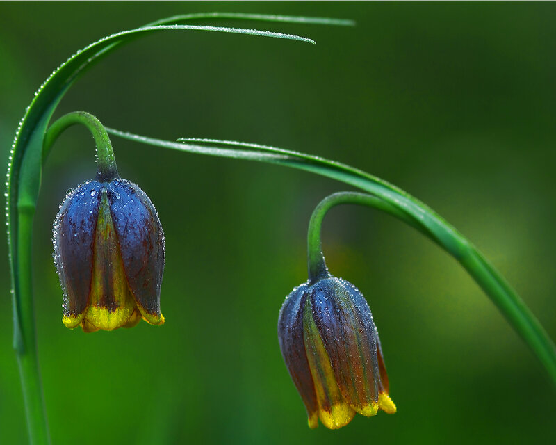 Two Bell-shaped Flowers