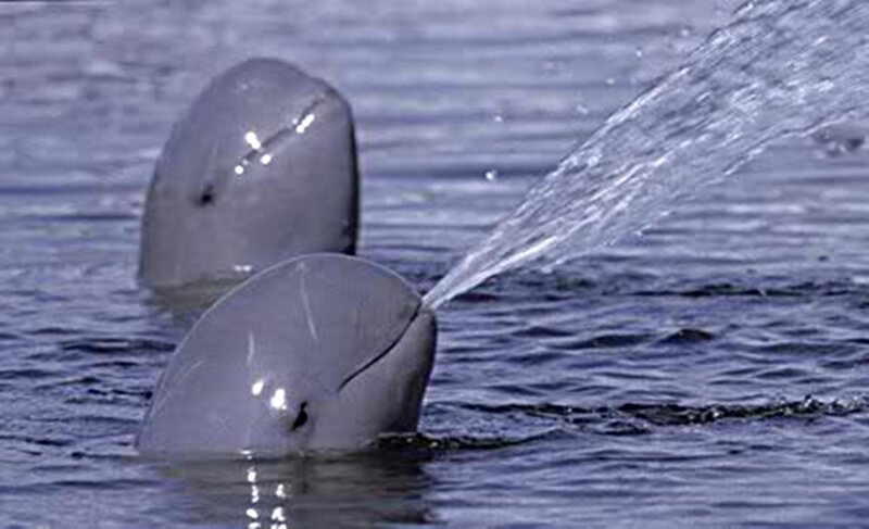Two Beluga Whales — Blue, Calm