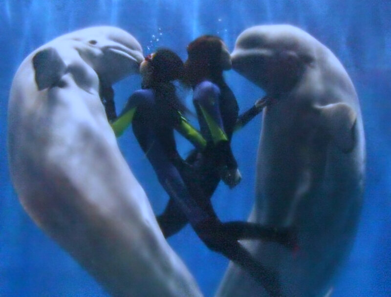 Two Beluga Whales — Blue
