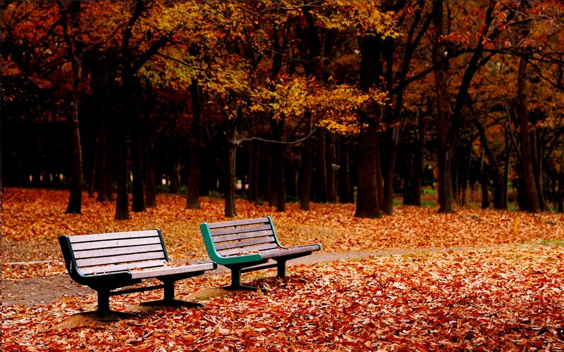 Two Benches in Autumn — Orange, Serene