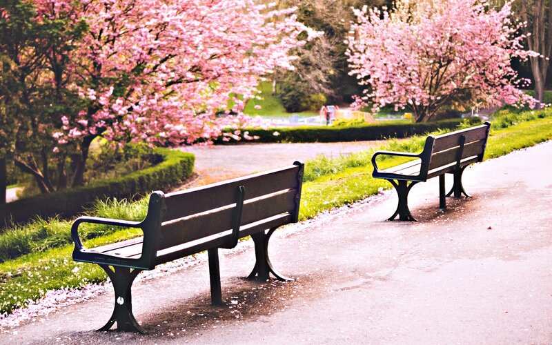 Two Benches in Park