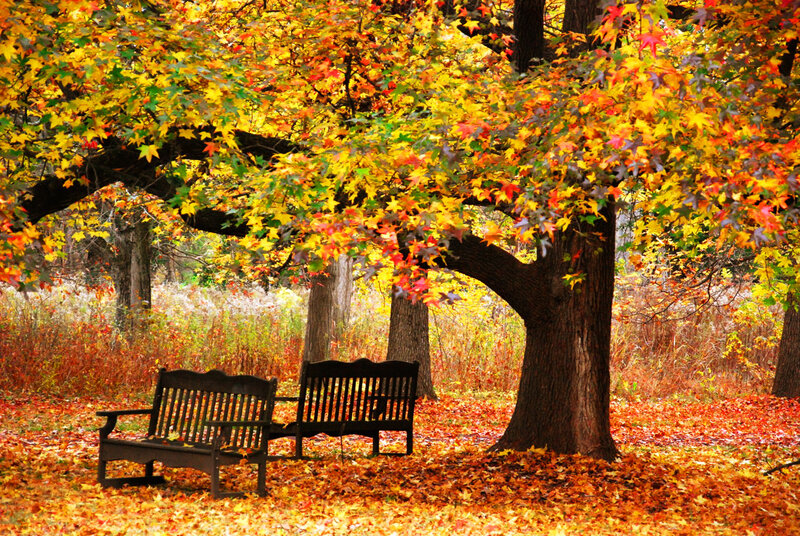 Two Benches under Tree