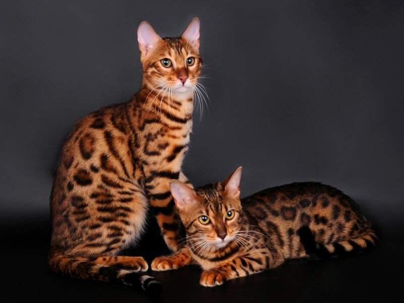 Two Bengal Cats — Brown, Calm