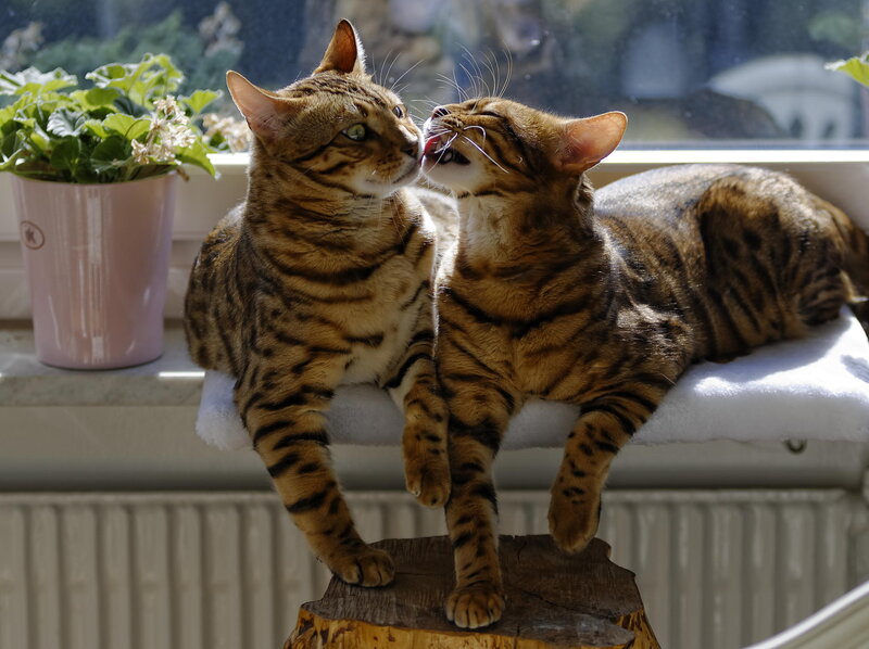 Two Bengal Cats — Brown