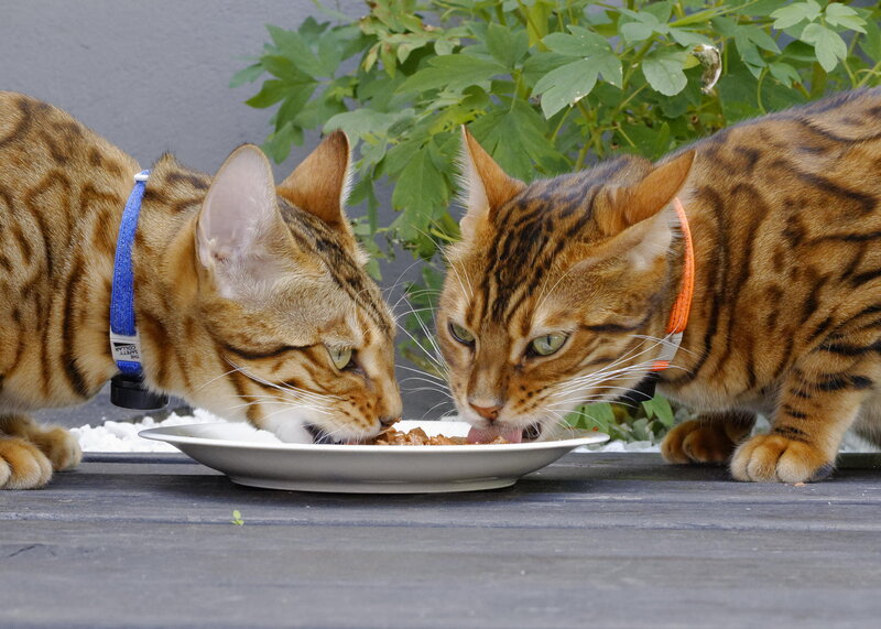 Two Bengal Cats Eating