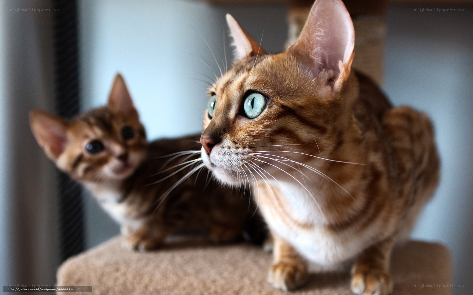 Two Bengal cats on a cat tree