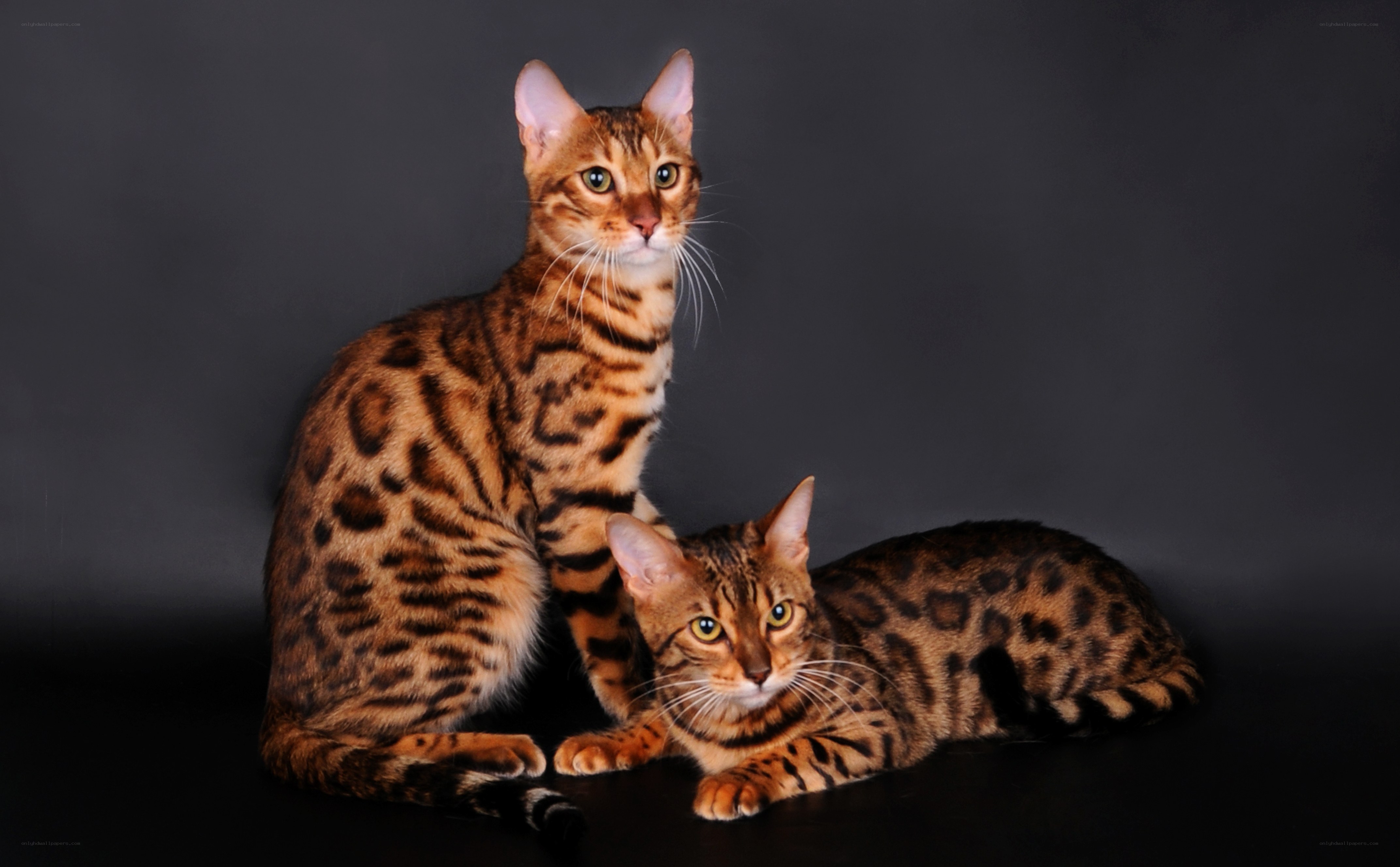 Two Bengal cats on black background