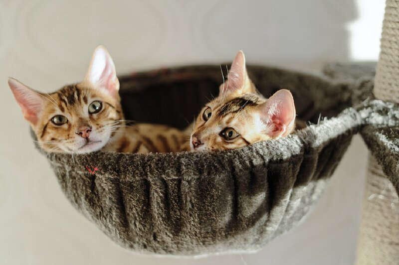 Two Bengal Kittens — Brown, Calm
