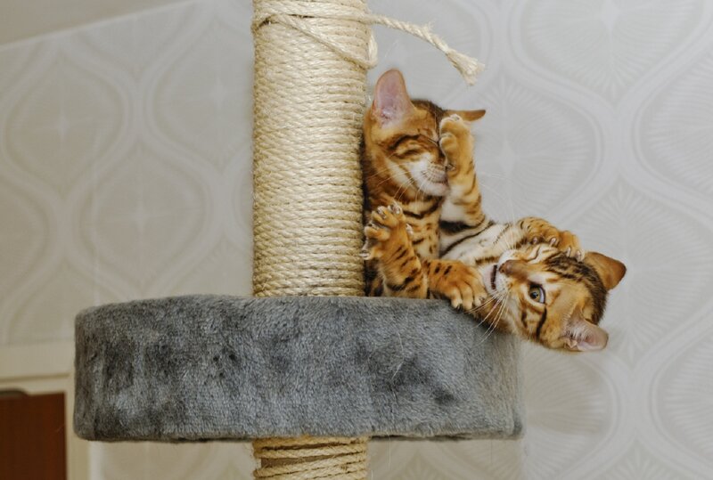 Two Bengal Kittens — Brown