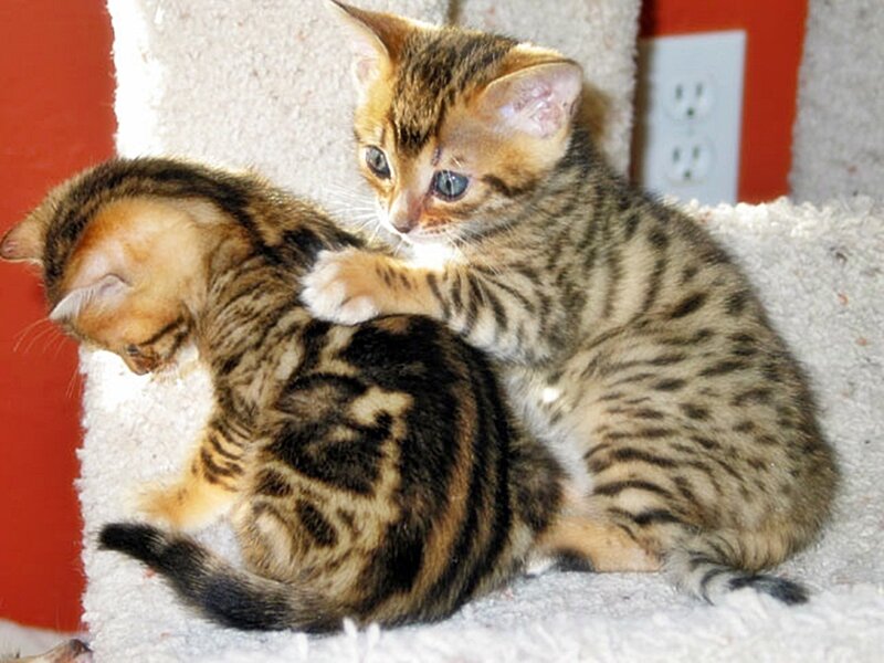 Two bengal kittens playing