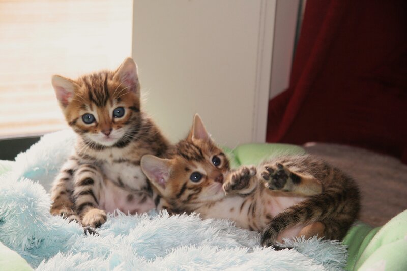 Two Bengal Kittens