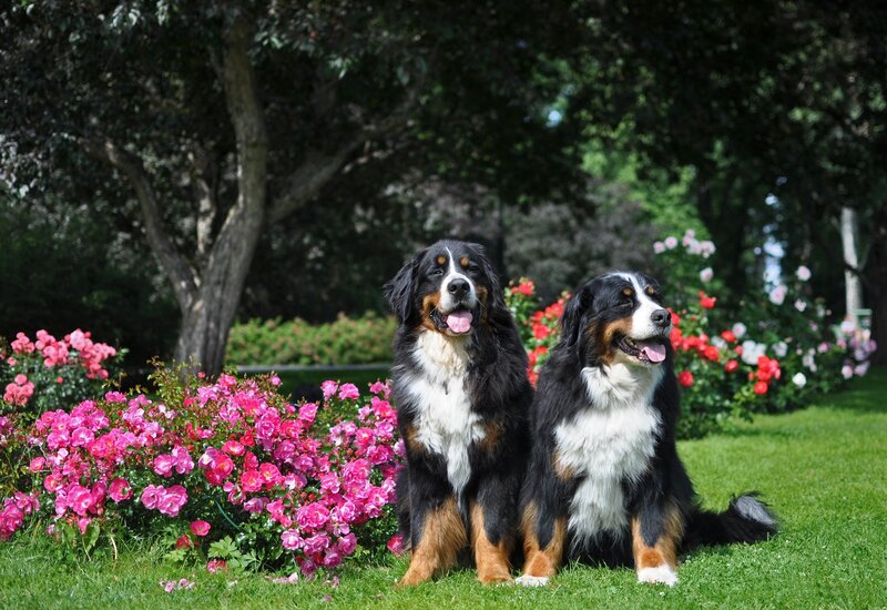 Two Bernese Mountain Dogs — Green, Serene