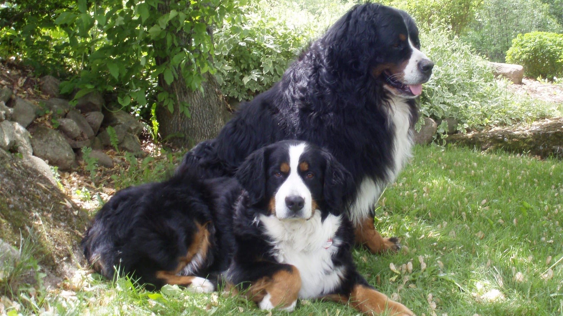Two Bernese Mountain Dogs in Garden