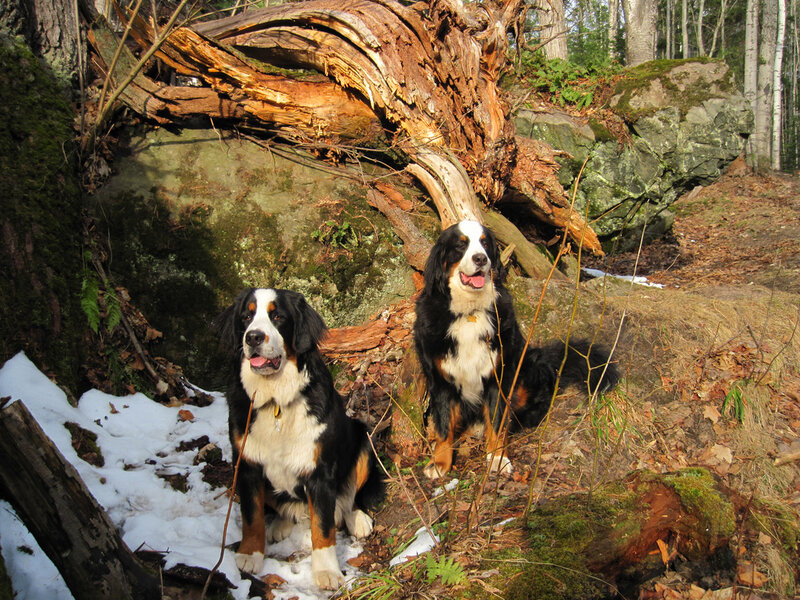 Two Bernese Mountain Dogs
