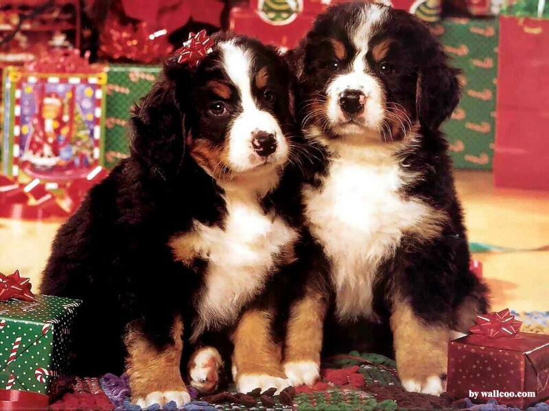Two Bernese Mountain Puppies — Black