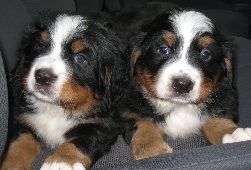 Two Bernese Mountain puppies