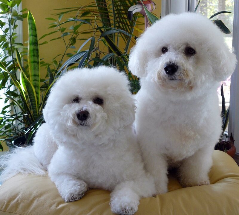 Two Bichon Frise Dogs