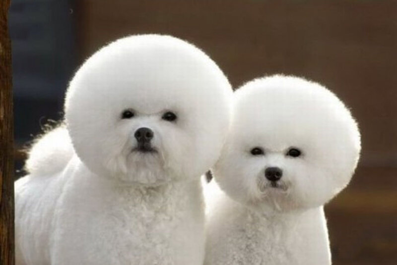 Two Bichon Frise Dogs — White