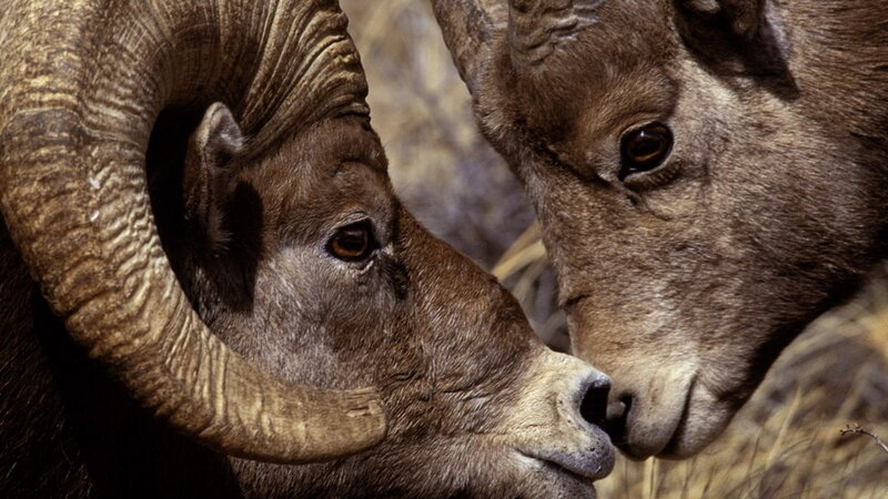 Two Bighorn Sheep — Brown, Intense