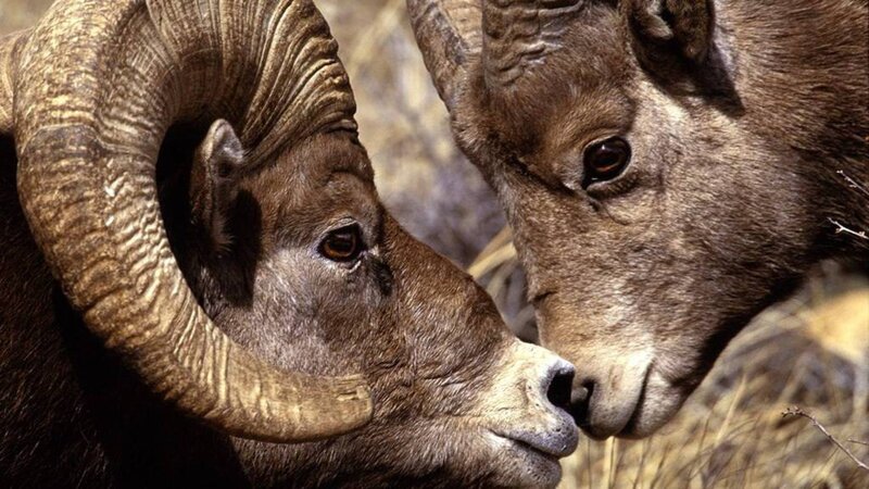 Two Bighorn Sheep — Brown