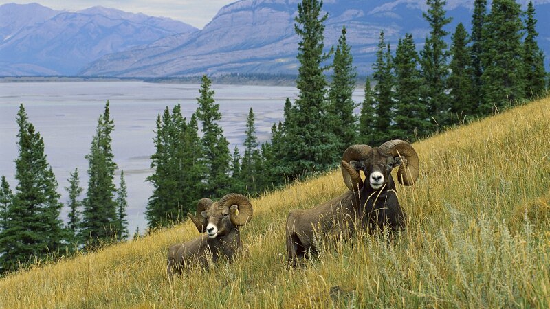 Two Bighorn Sheep — Green
