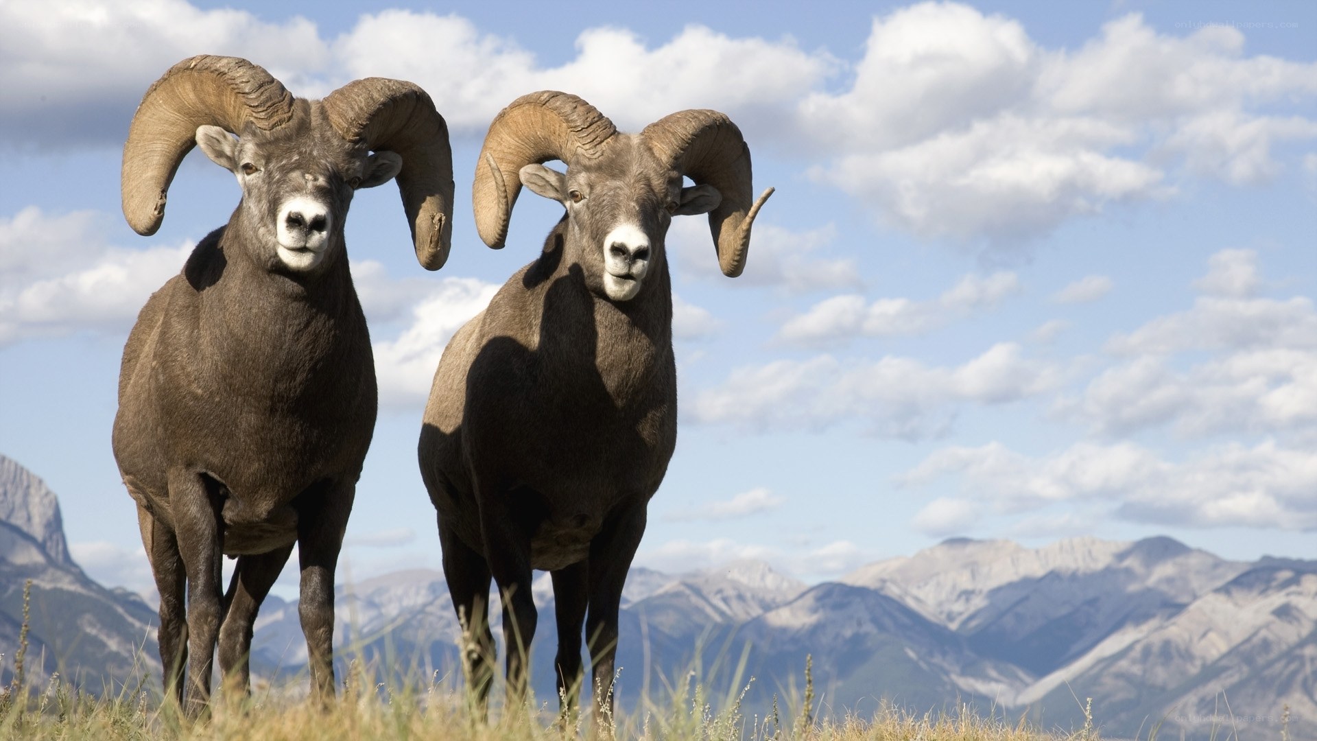 Two bighorn sheep in mountains