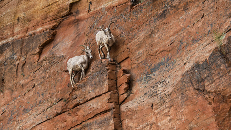 Two Bighorn Sheep — Red
