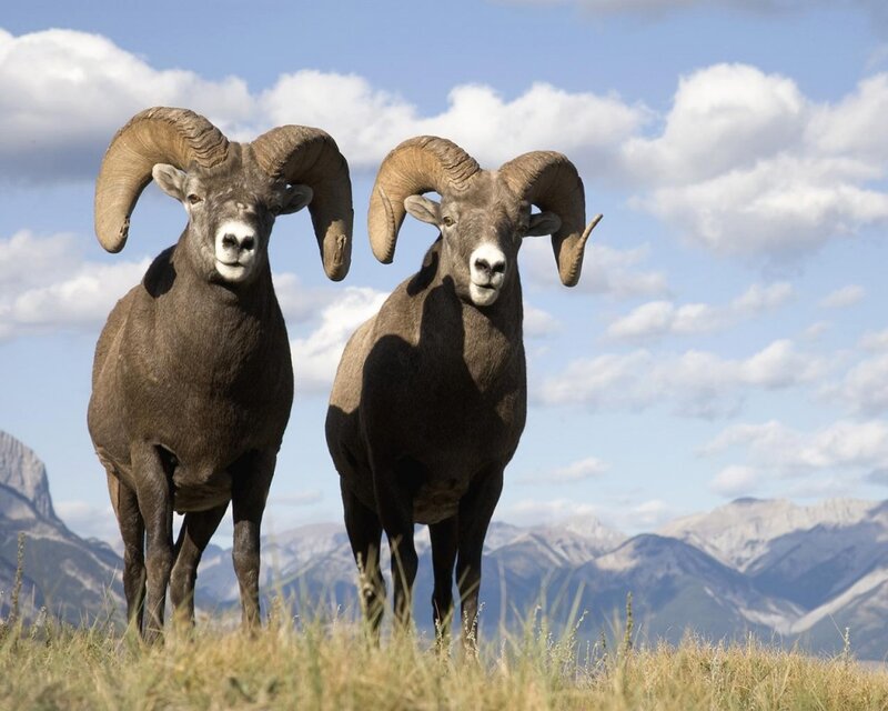 Two Bighorn Sheep