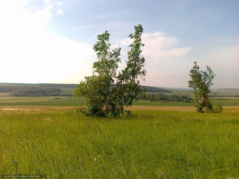 Two Birch Trees in Field